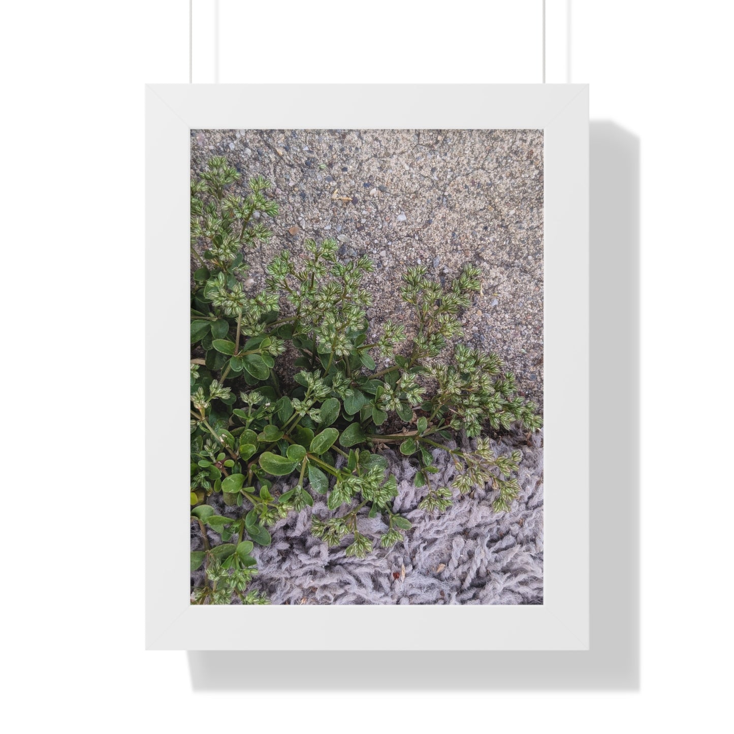 Where the Allseed Grows Framed Print – Urban Nature Minimalist Botanical Wall Art with Concrete Texture