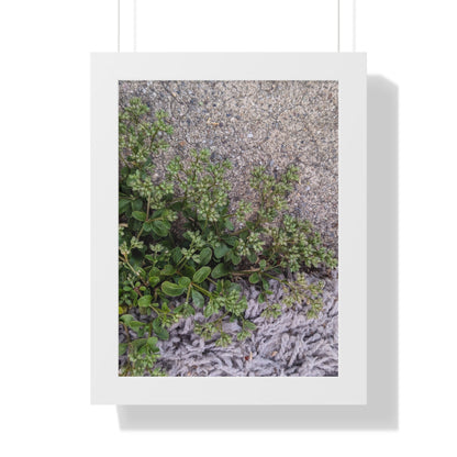 Where the Allseed Grows Framed Print – Urban Nature Minimalist Botanical Wall Art with Concrete Texture