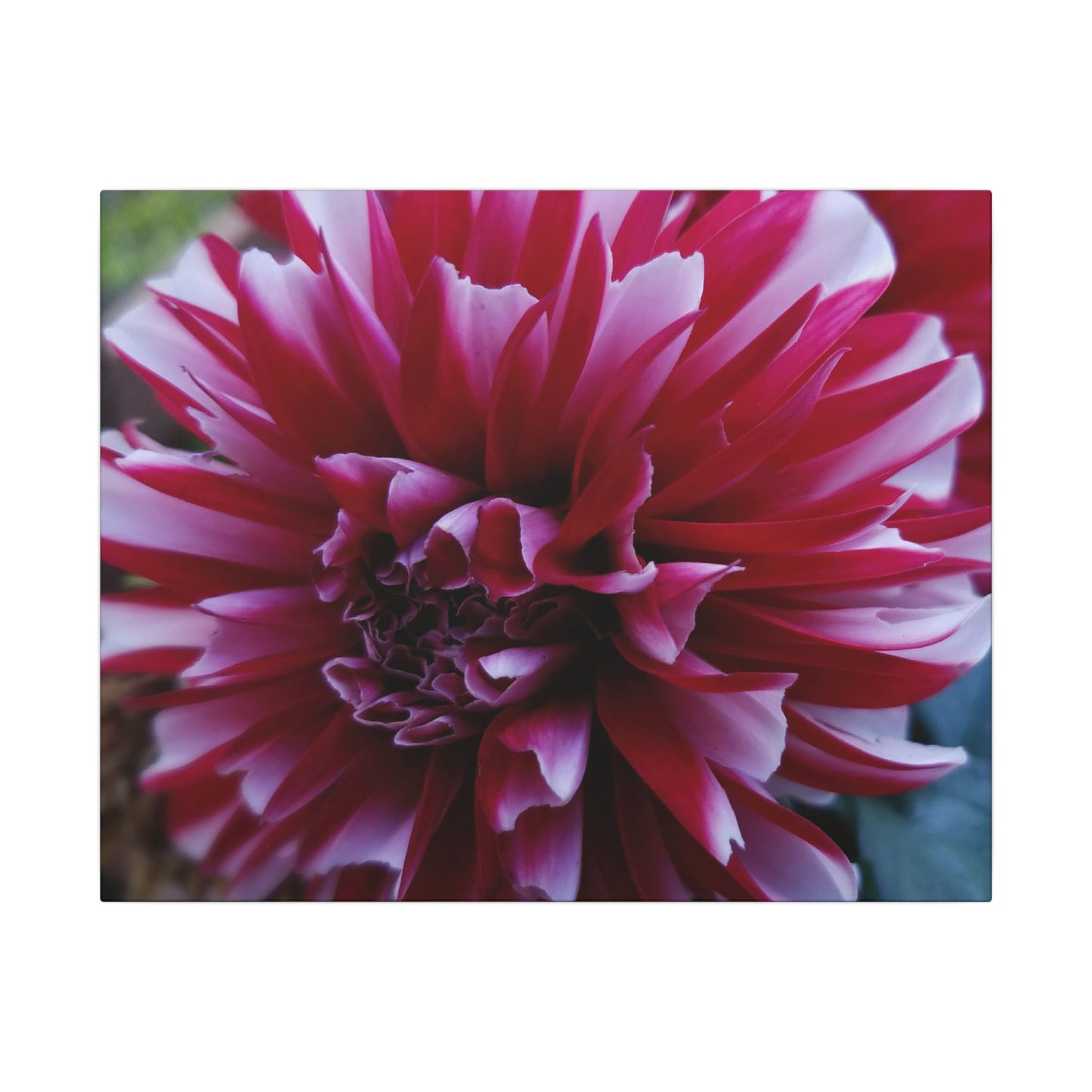 Red and White Dahlia Canvas Print – Bright Floral Nature Photography Wall Art