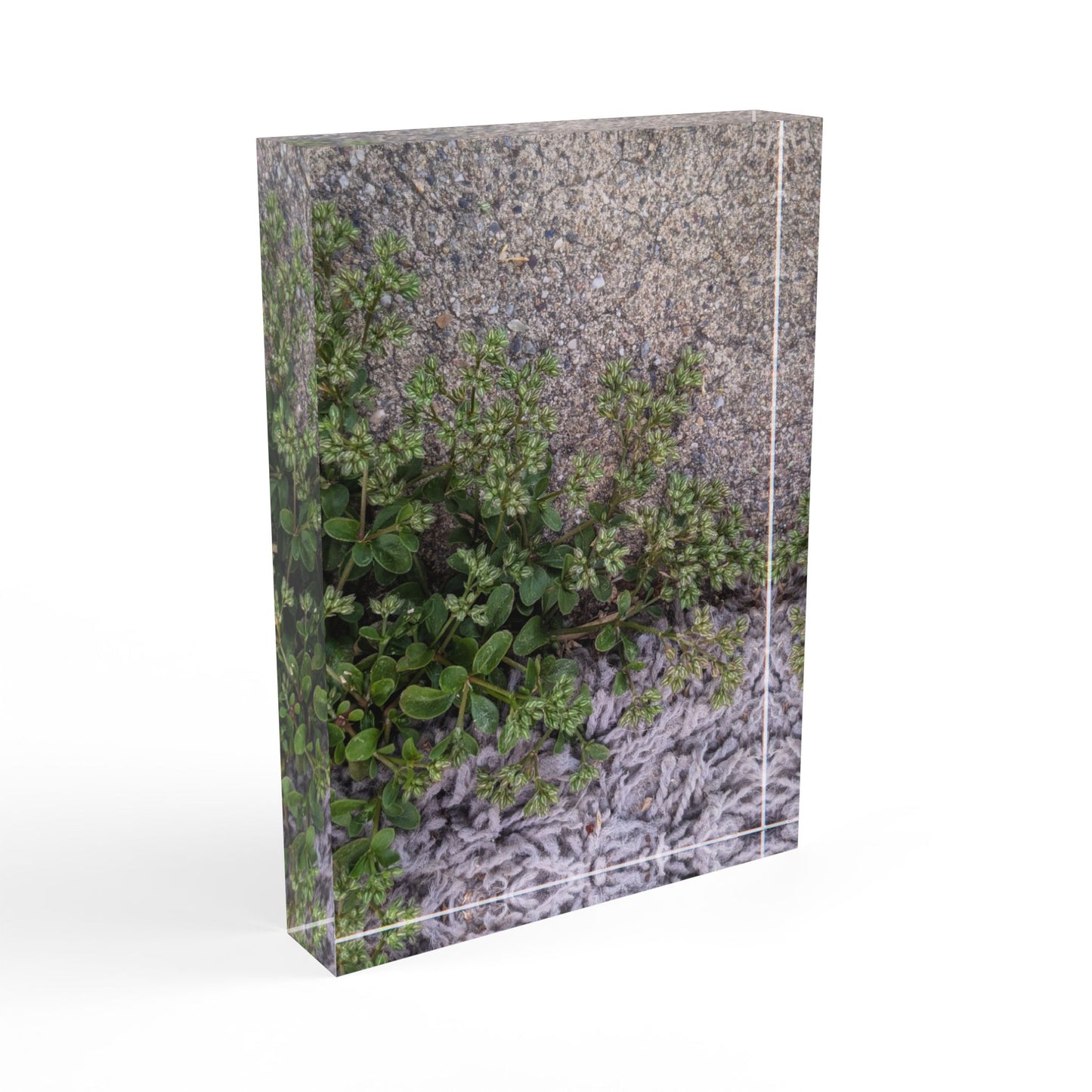 Where the Allseed Grows Acrylic Block – Urban Nature Minimalist Botanical Desk Art with Concrete Texture