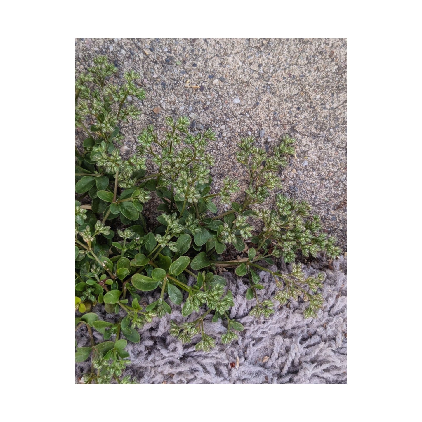 Where the Allseed Grows Poster – Urban Nature Minimalist Wall Art with Concrete Texture and Botanical Contrast