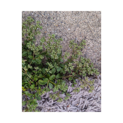 Where the Allseed Grows Poster – Urban Nature Minimalist Wall Art with Concrete Texture and Botanical Contrast
