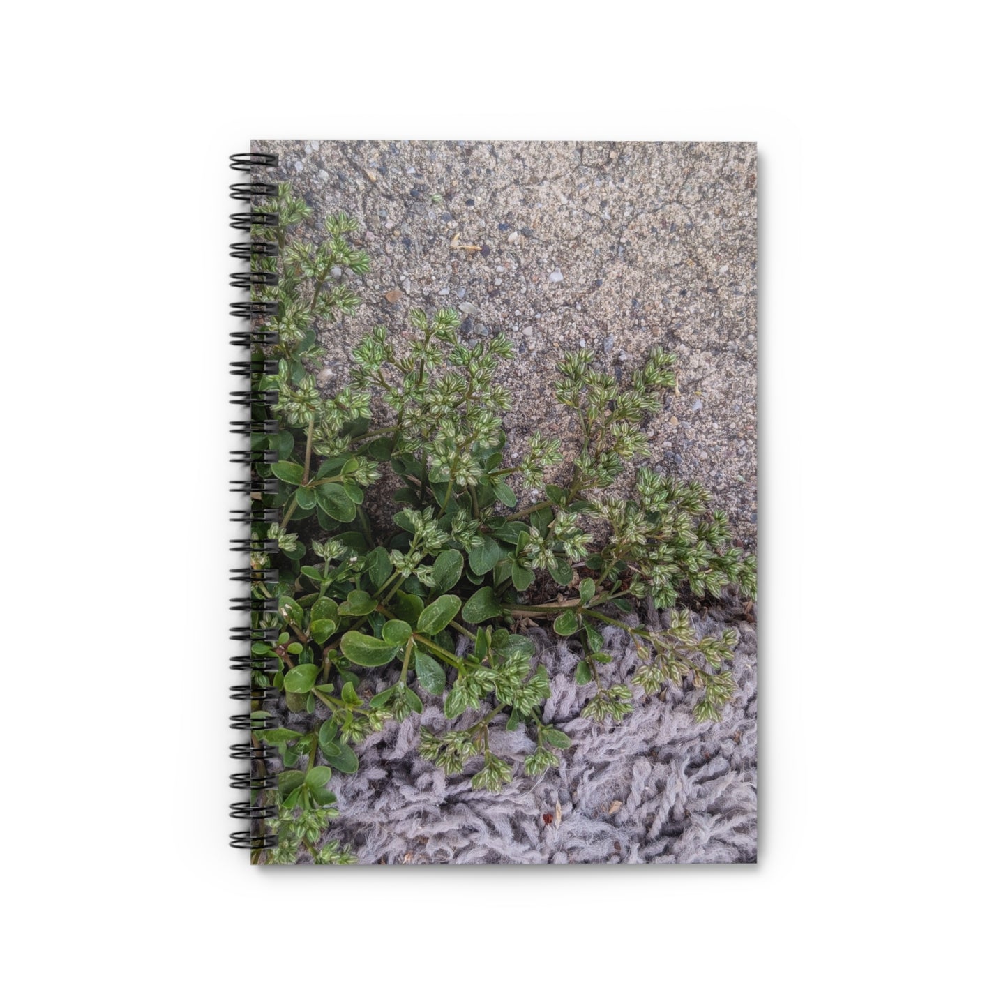 Where the Allseed Grows Notebook – Urban Nature Minimalist Botanical Journal with Concrete Texture Cover