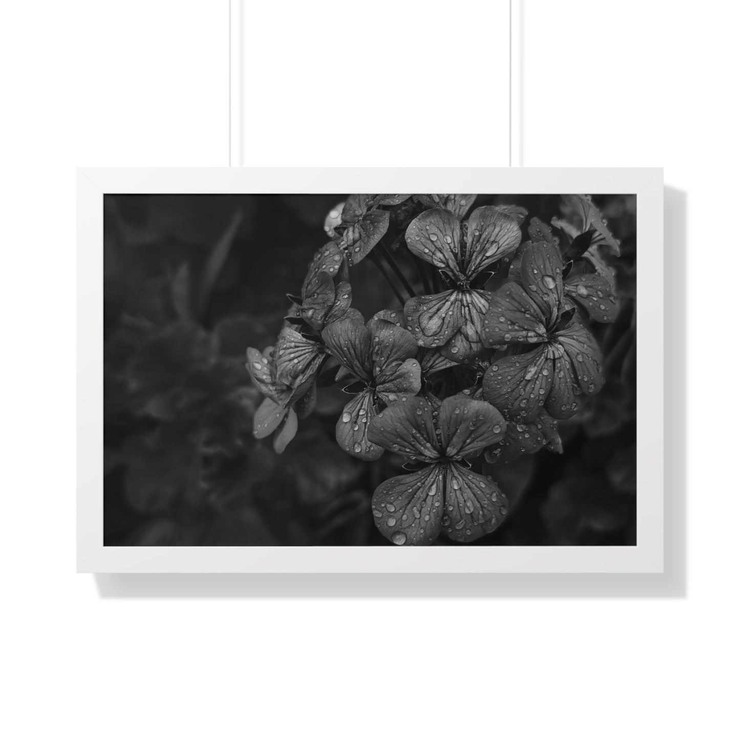 Geranium After a Light Rain Framed Print – Moody Botanical Floral Art, Monochrome Nature-Inspired Wall Decor