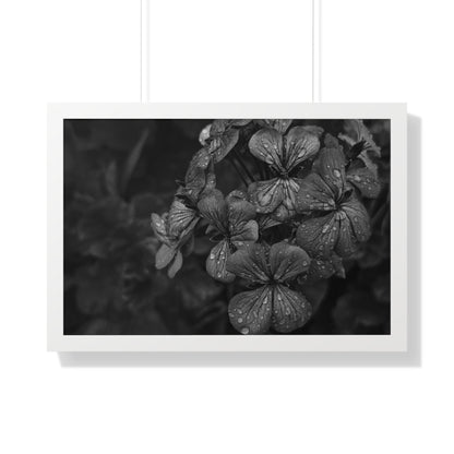 Geranium After a Light Rain Framed Print – Moody Botanical Floral Art, Monochrome Nature-Inspired Wall Decor