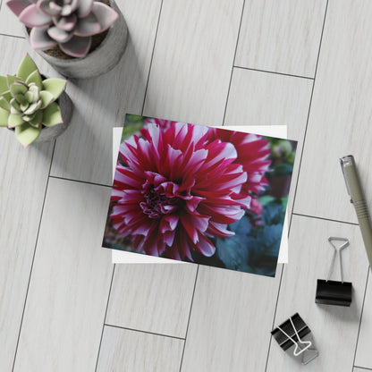 Red and White Dahlia Postcard – Botanical Floral Stationery for Garden-Inspired Correspondence