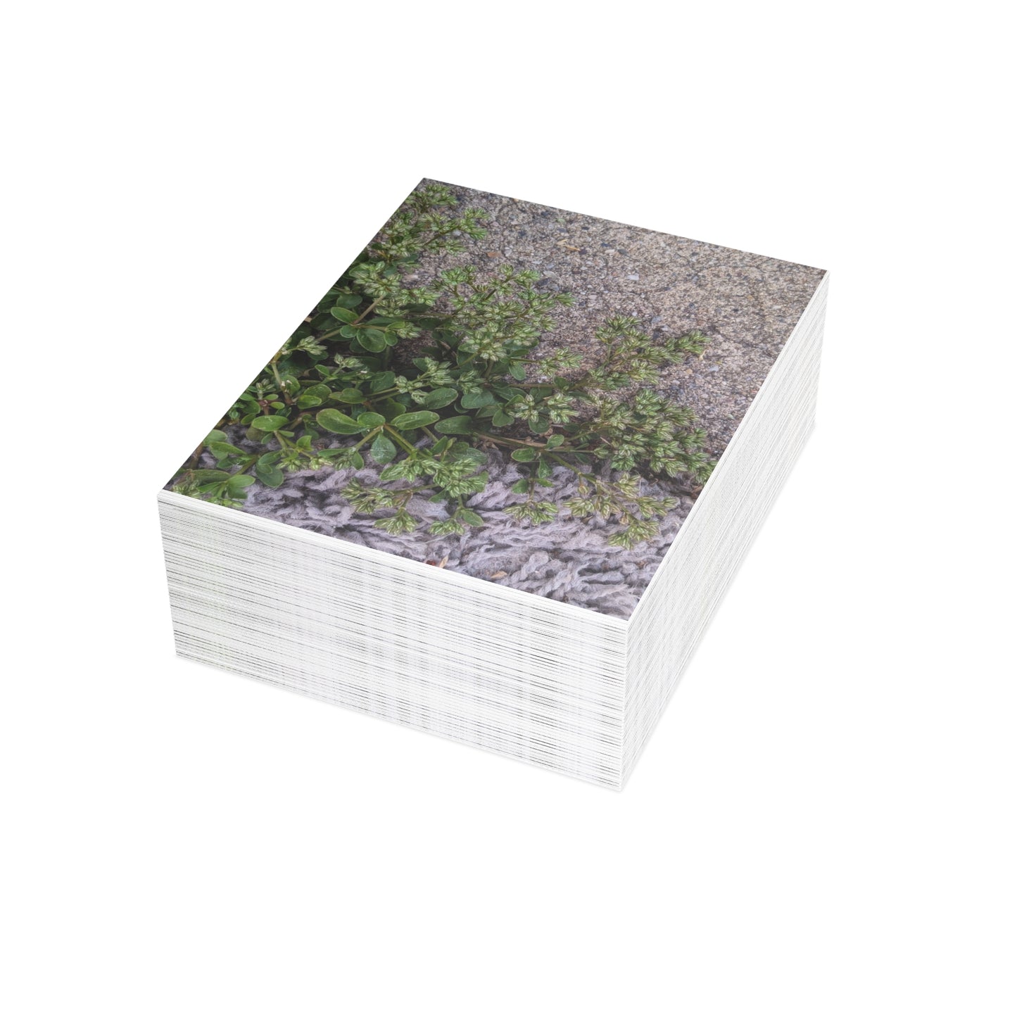 Where the Allseed Grows Postcard – Urban Nature Minimalist Botanical Stationery with Concrete Texture