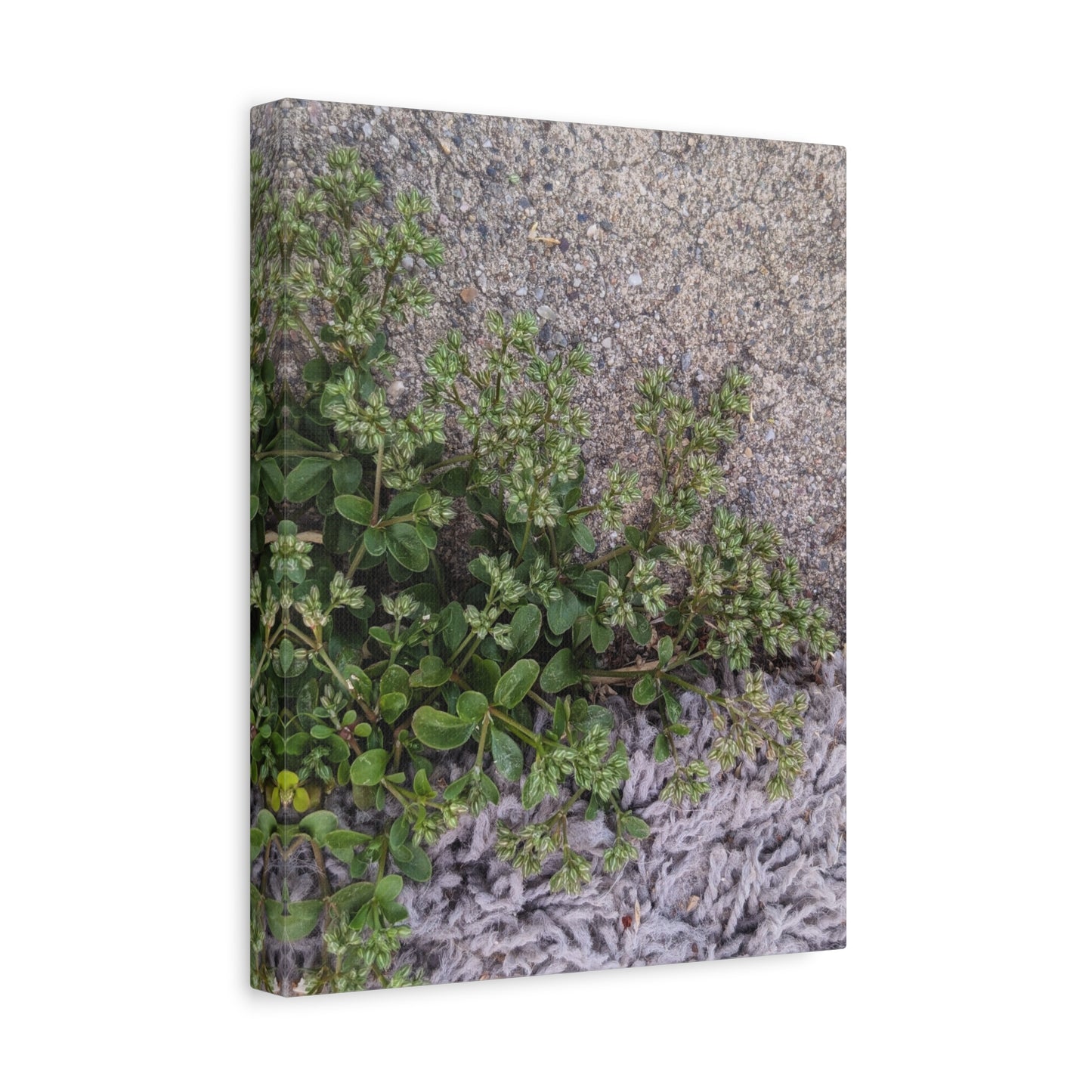 Where the Allseed Grows Canvas Print – Urban Nature Minimalist Botanical Wall Art with Concrete Texture