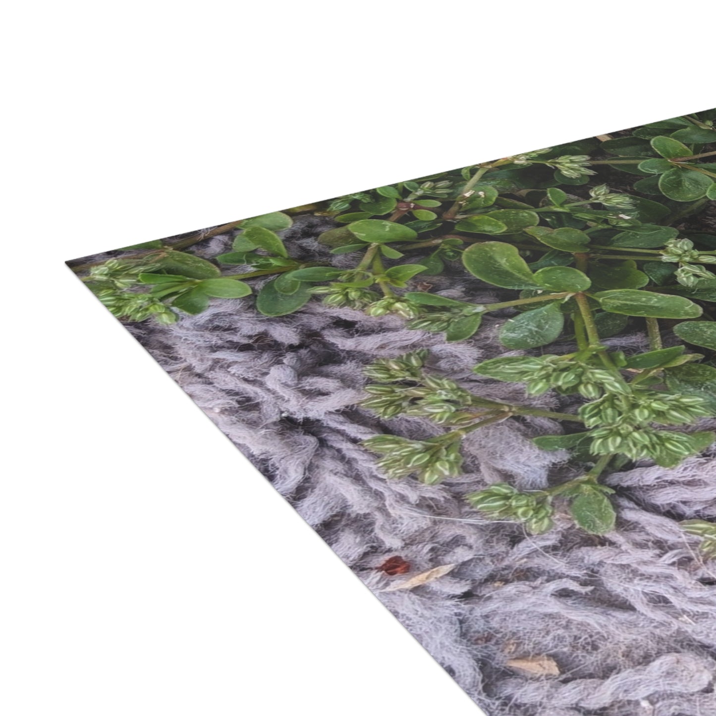 Where the Allseed Grows Postcard – Urban Nature Minimalist Botanical Stationery with Concrete Texture