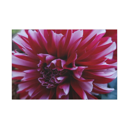 Red and White Dahlia Canvas Print – Bright Floral Nature Photography Wall Art