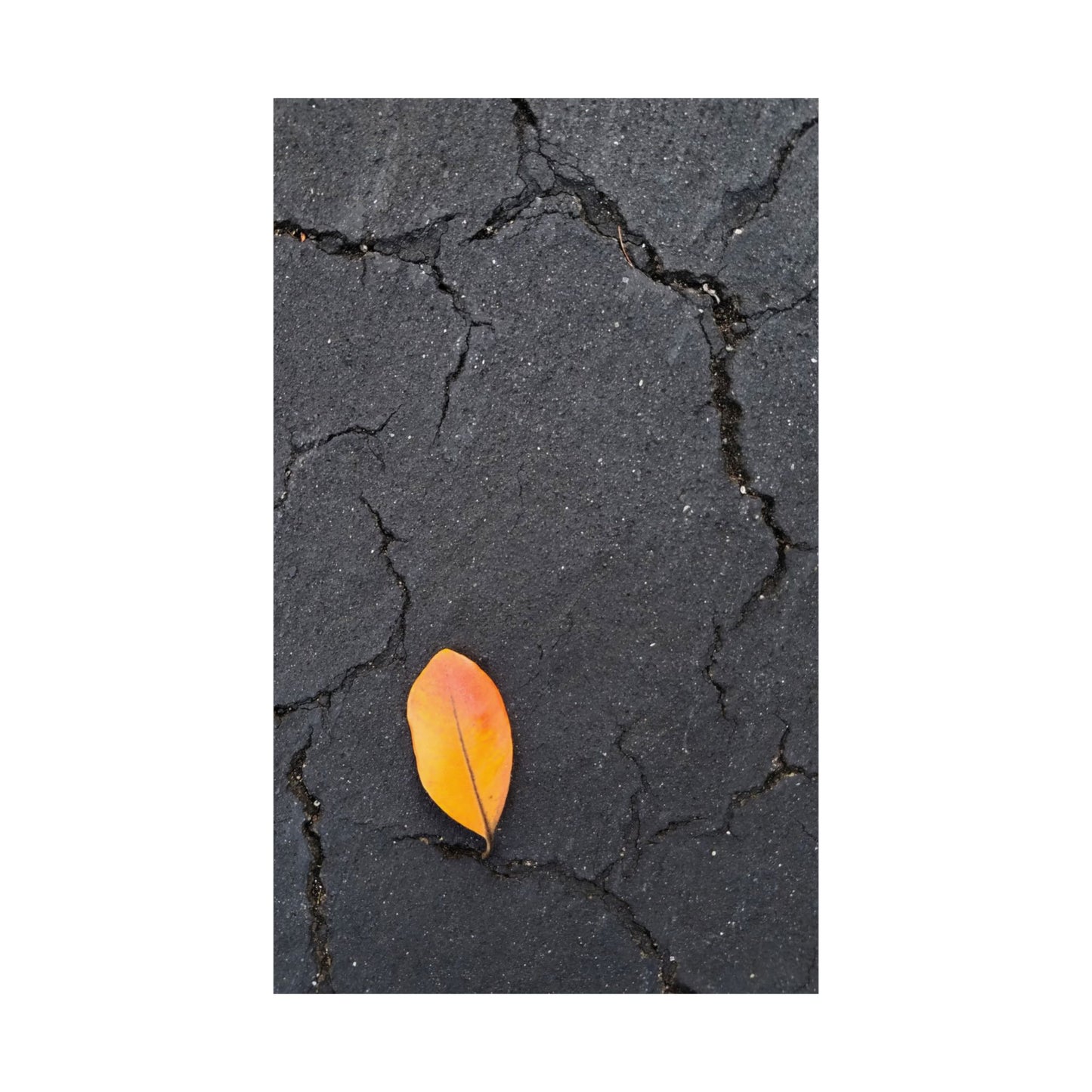 Orange Leaf Against Black Concrete Poster – Minimalist Nature Photography Wall Art