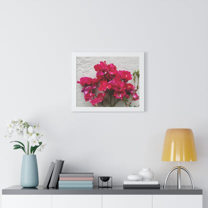 Bougainvillea Against White Stucco Wall Framed Print – Mediterranean Floral Wall Art, Summer Bloom Botanical Decor
