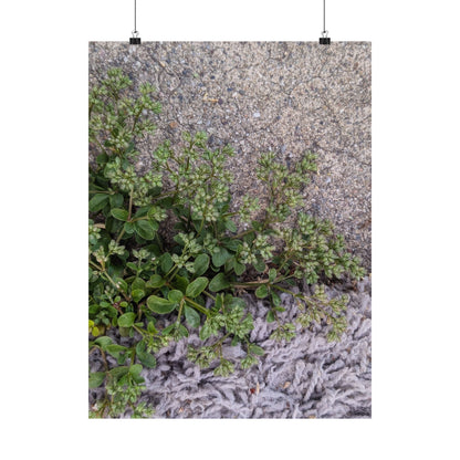 Where the Allseed Grows Poster – Urban Nature Minimalist Wall Art with Concrete Texture and Botanical Contrast
