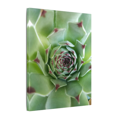 minimalist succulent photo canvas