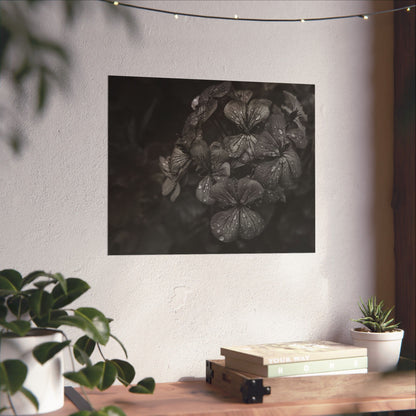 Geranium After a Light Rain Poster Print – Moody Botanical  Black and White Floral Photography Wall Art