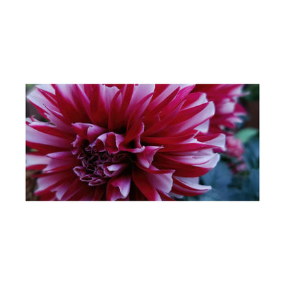 Red and White Dahlia Wall Poster – Botanical Floral Art Print, Cottagecore Summer Bloom Decor