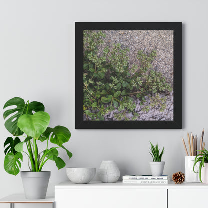 Where the Allseed Grows Framed Print – Urban Nature Minimalist Botanical Wall Art with Concrete Texture