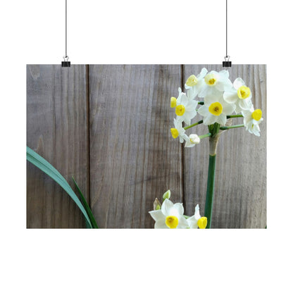 Daffodils by the Fence Poster – Rustic Spring Floral Wall Art for Cottagecore and Botanical Decor