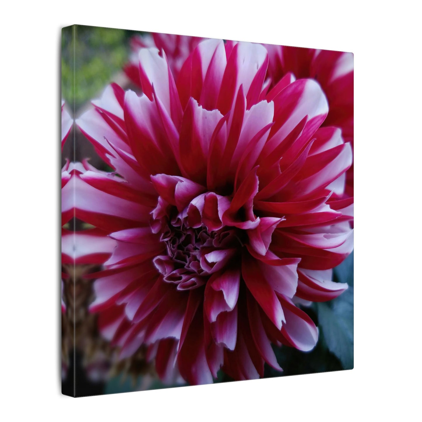 Red and White Dahlia Canvas Print – Bright Floral Nature Photography Wall Art