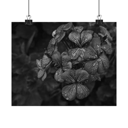 Geranium After a Light Rain Poster Print – Moody Botanical  Black and White Floral Photography Wall Art