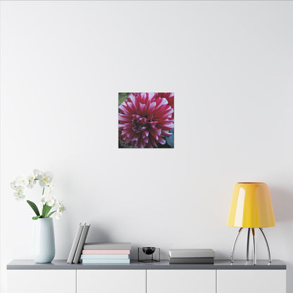Red and White Dahlia Canvas Print – Bright Floral Nature Photography Wall Art