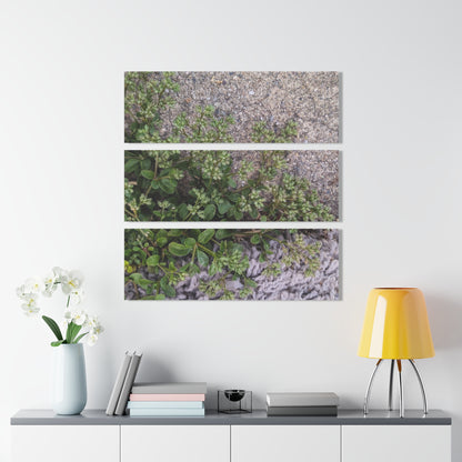 Where the Allseed Grows Acrylic Triptych – Urban Nature Minimalist Wall Art with Botanical Concrete Texture