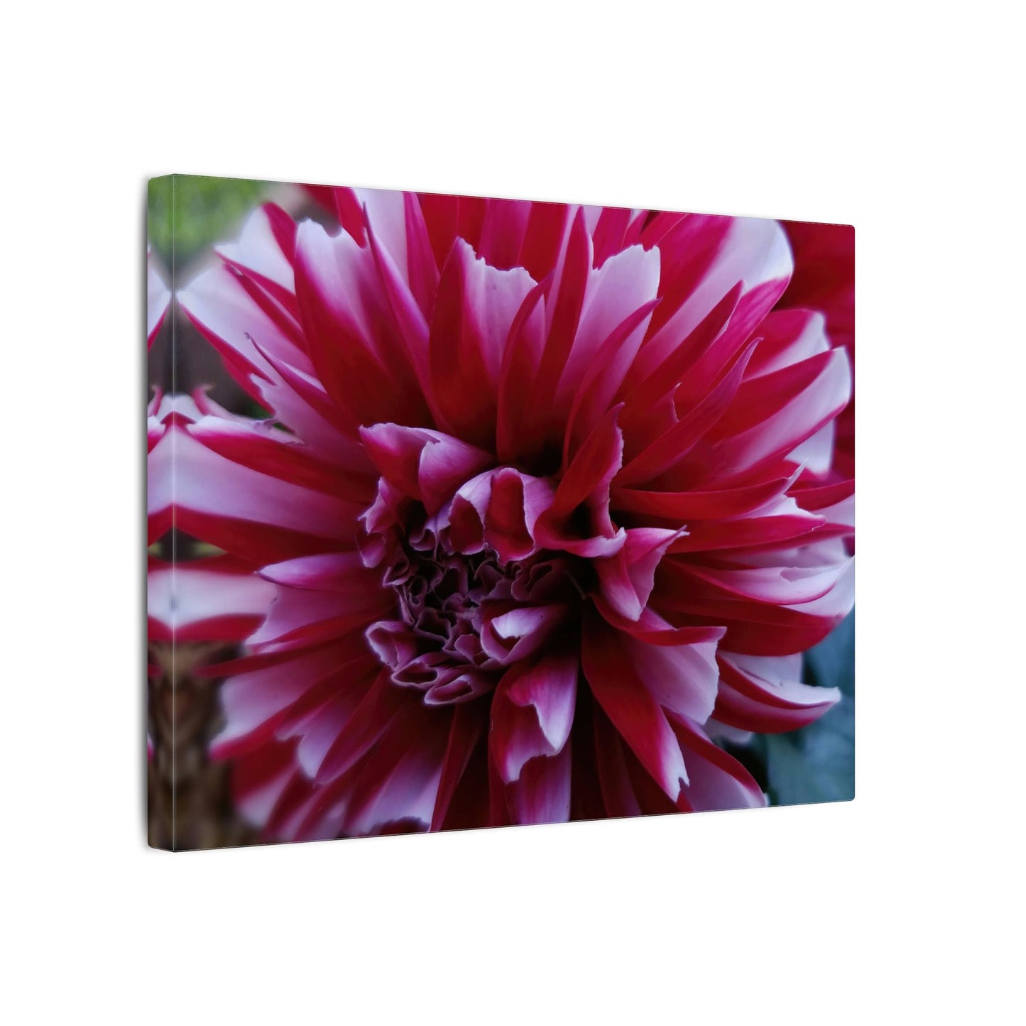 Red and White Dahlia Canvas Print – Bright Floral Nature Photography Wall Art