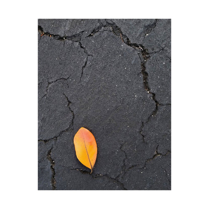 Orange Leaf Against Black Concrete Poster – Minimalist Nature Photography Wall Art