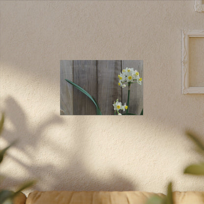 Daffodils by the Fence Canvas Print – Rustic Floral Photography Wall Art