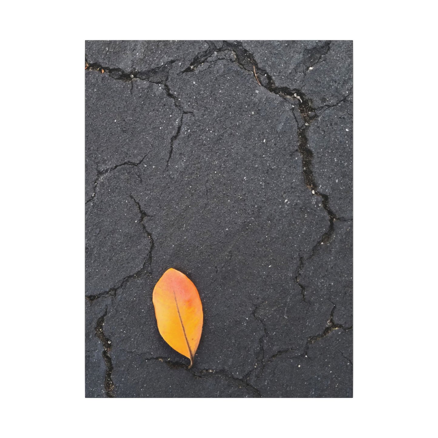 Orange Leaf Against Black Concrete Minimalistic Canvas Print – Contemporary Nature Photography Wall Art