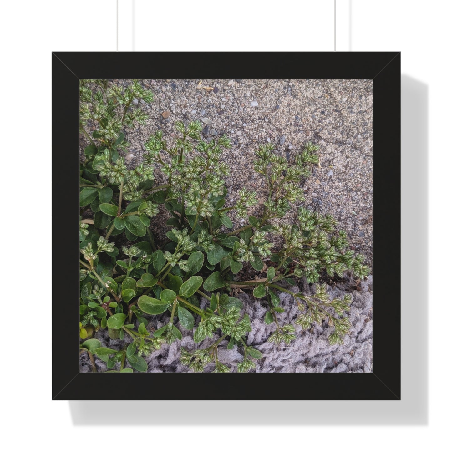 Where the Allseed Grows Framed Print – Urban Nature Minimalist Botanical Wall Art with Concrete Texture
