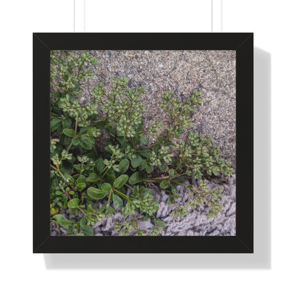 Where the Allseed Grows Framed Print – Urban Nature Minimalist Botanical Wall Art with Concrete Texture